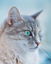 Роспись по холсту Зеленоглазая кошка, 22х30 см от интернет-магазина Континент игрушек